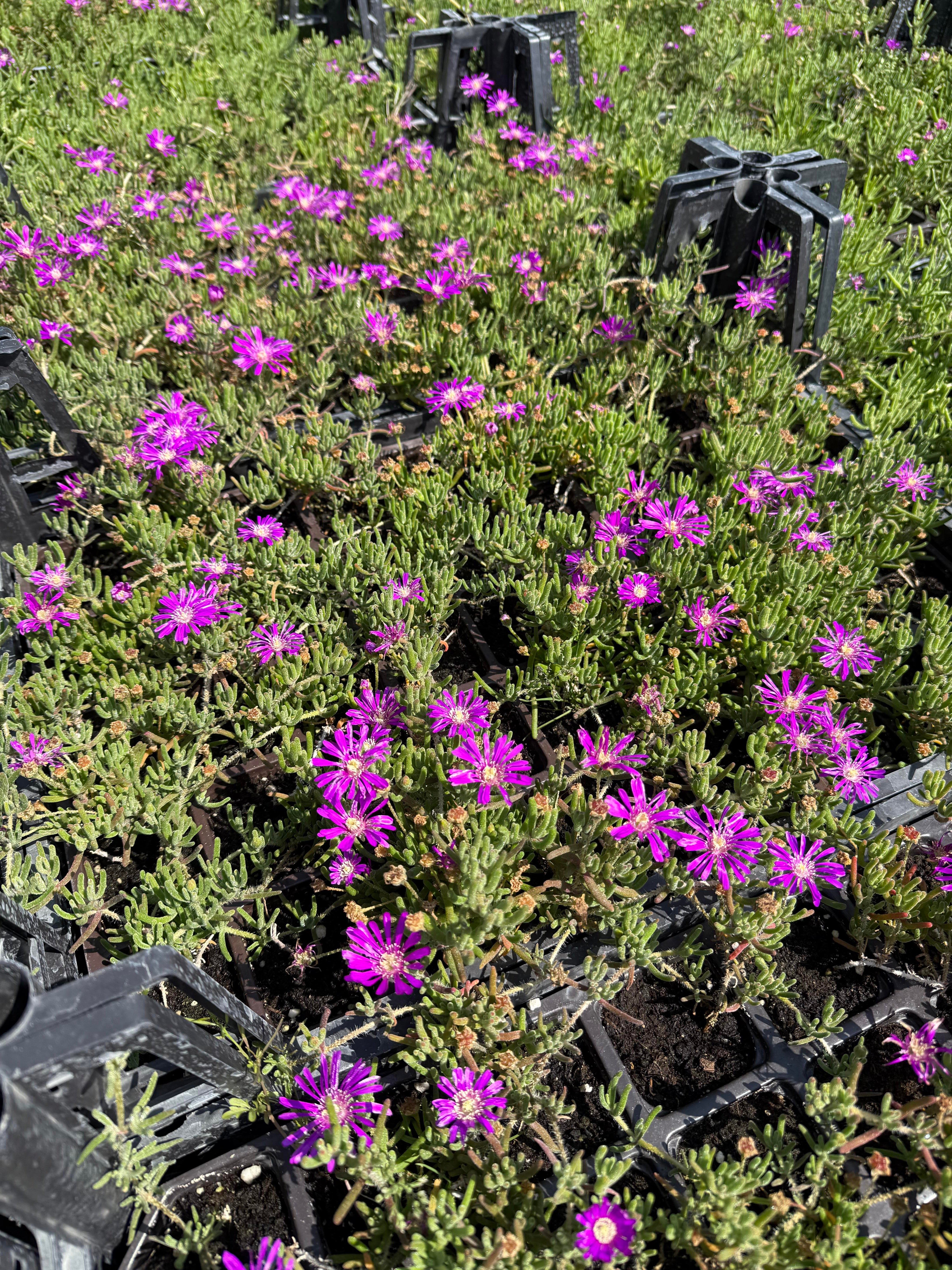 2 Adet Acem Halısı Mor Çiçekli Mezarlık Bitkisi