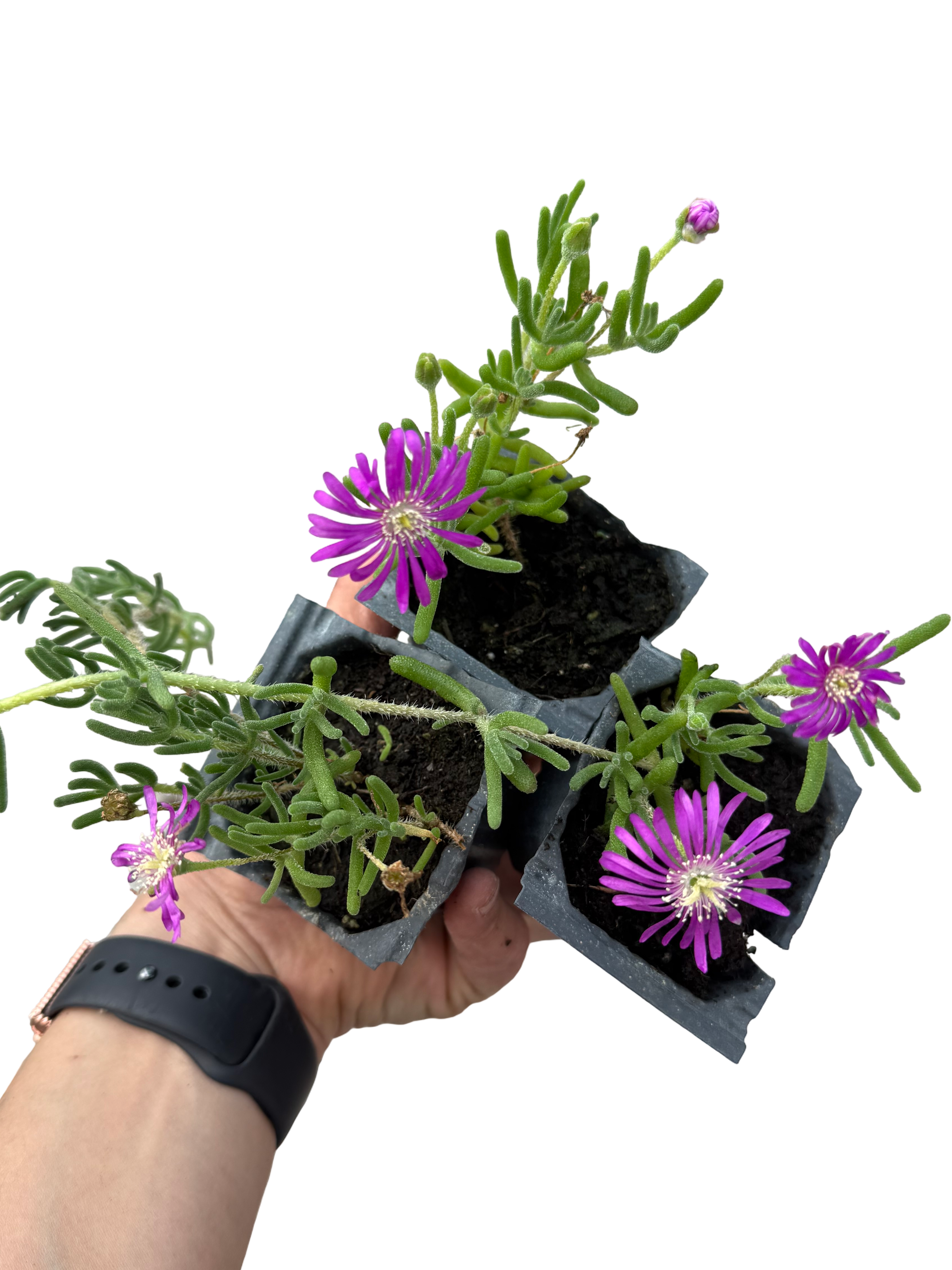 2 Adet Acem Halısı Mor Çiçekli Mezarlık Bitkisi