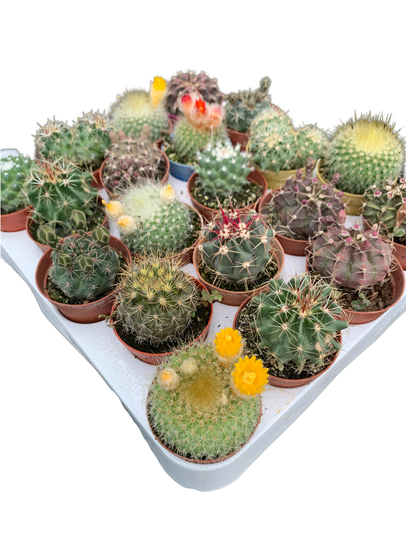 3lü Kaktüs Mix