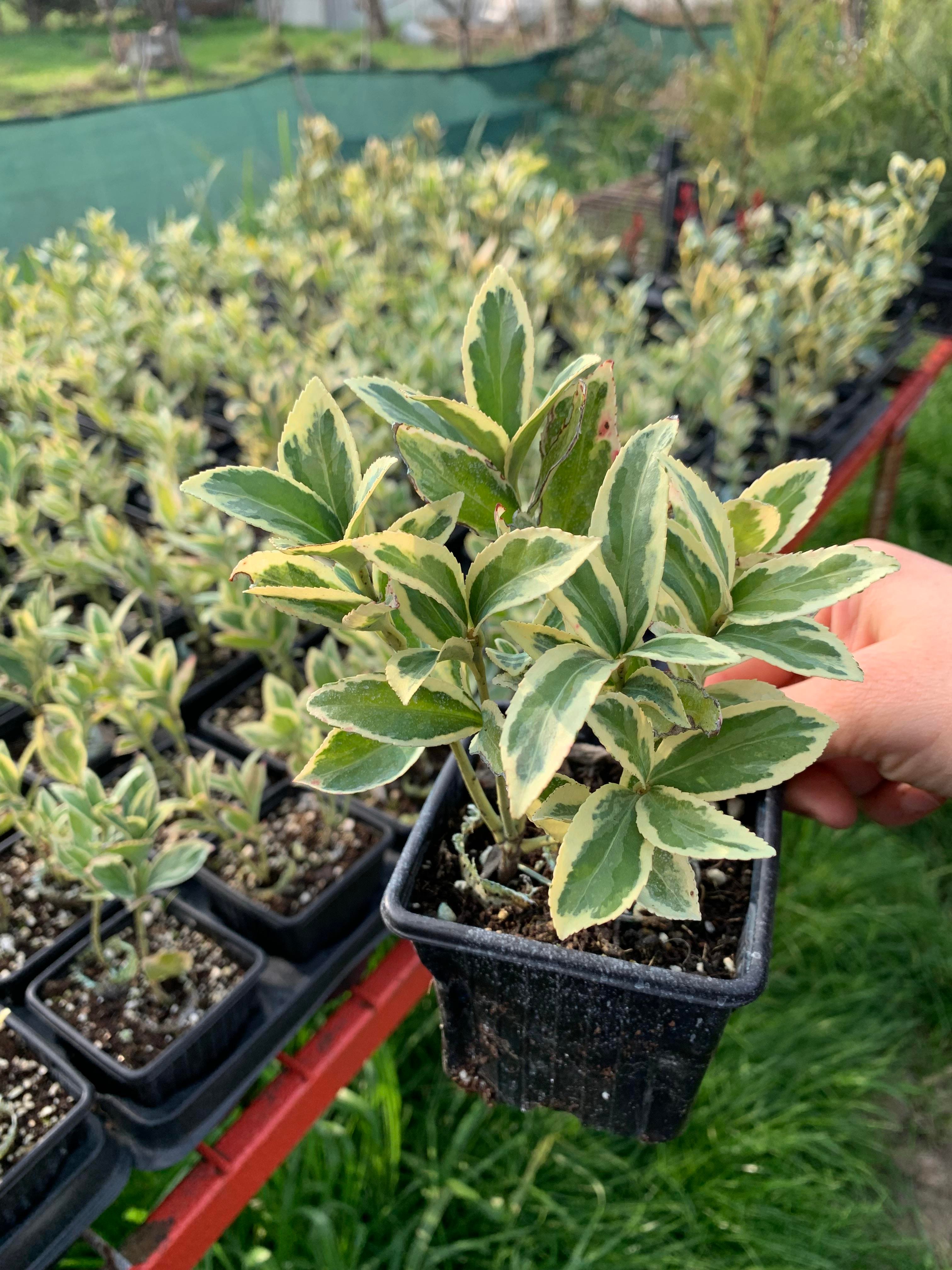 4 Adet Gümüşi Taflan Beyaz Alacalı Taflan Fidanı