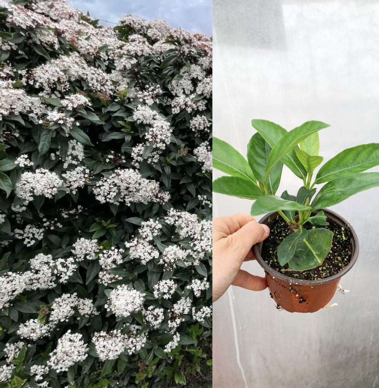 4 Adet Saksıda Kartopu Fidanı