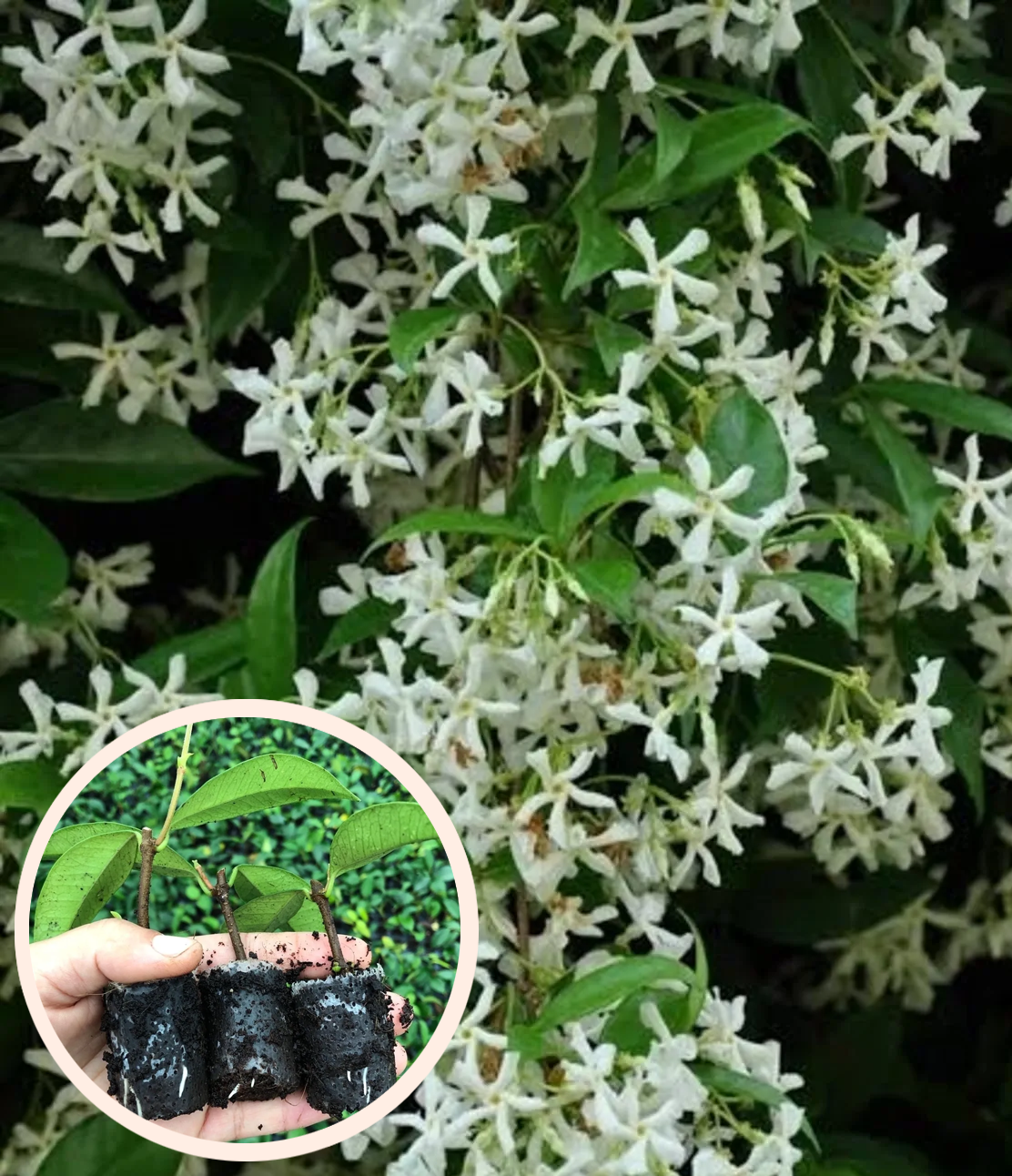 6 Adet Kokulu Arap Yasemini Sarmaşığı Fidesi