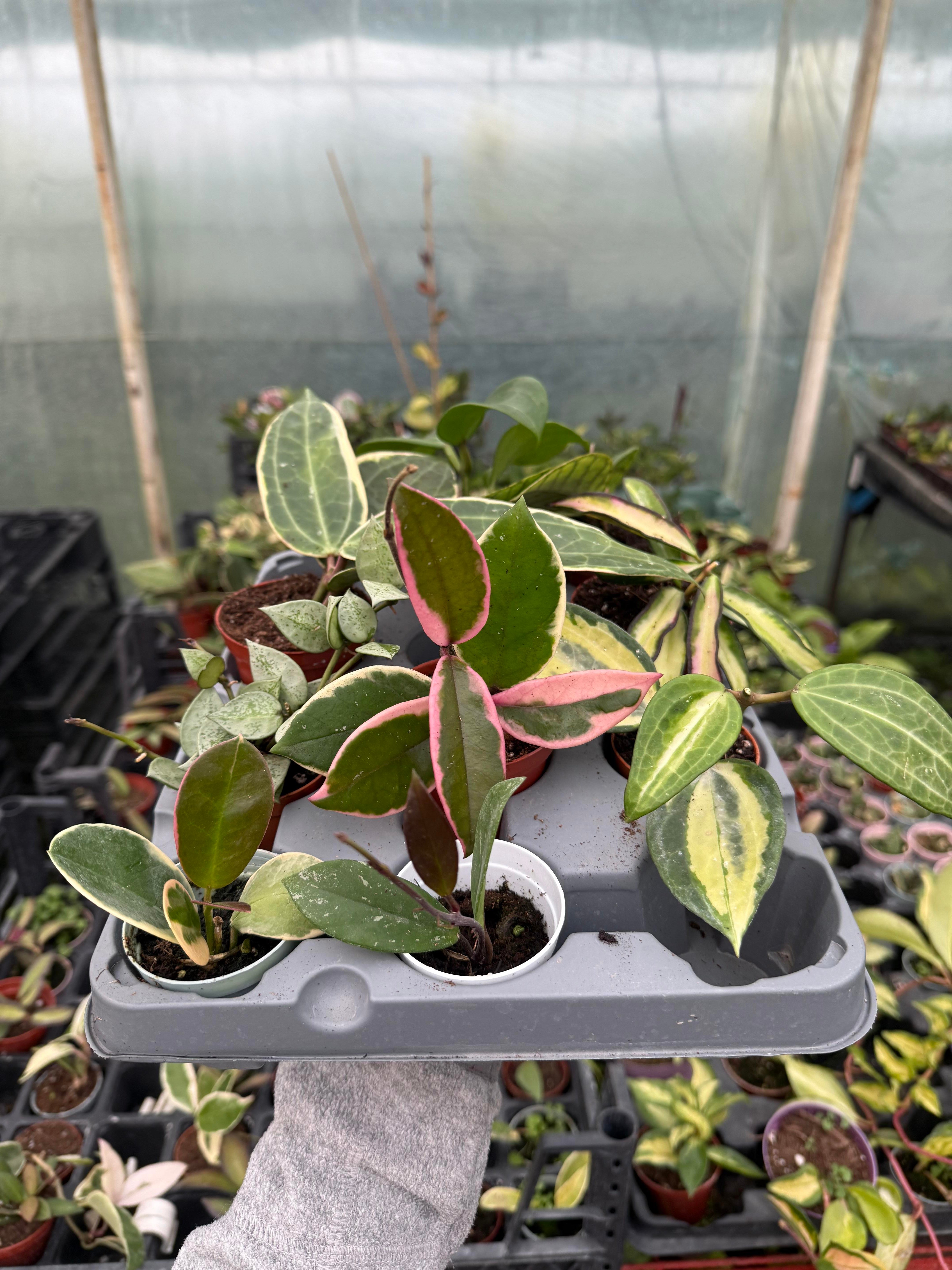 9 + 1 Adet Hoya Özel Tür Mum Çiçeği Seti