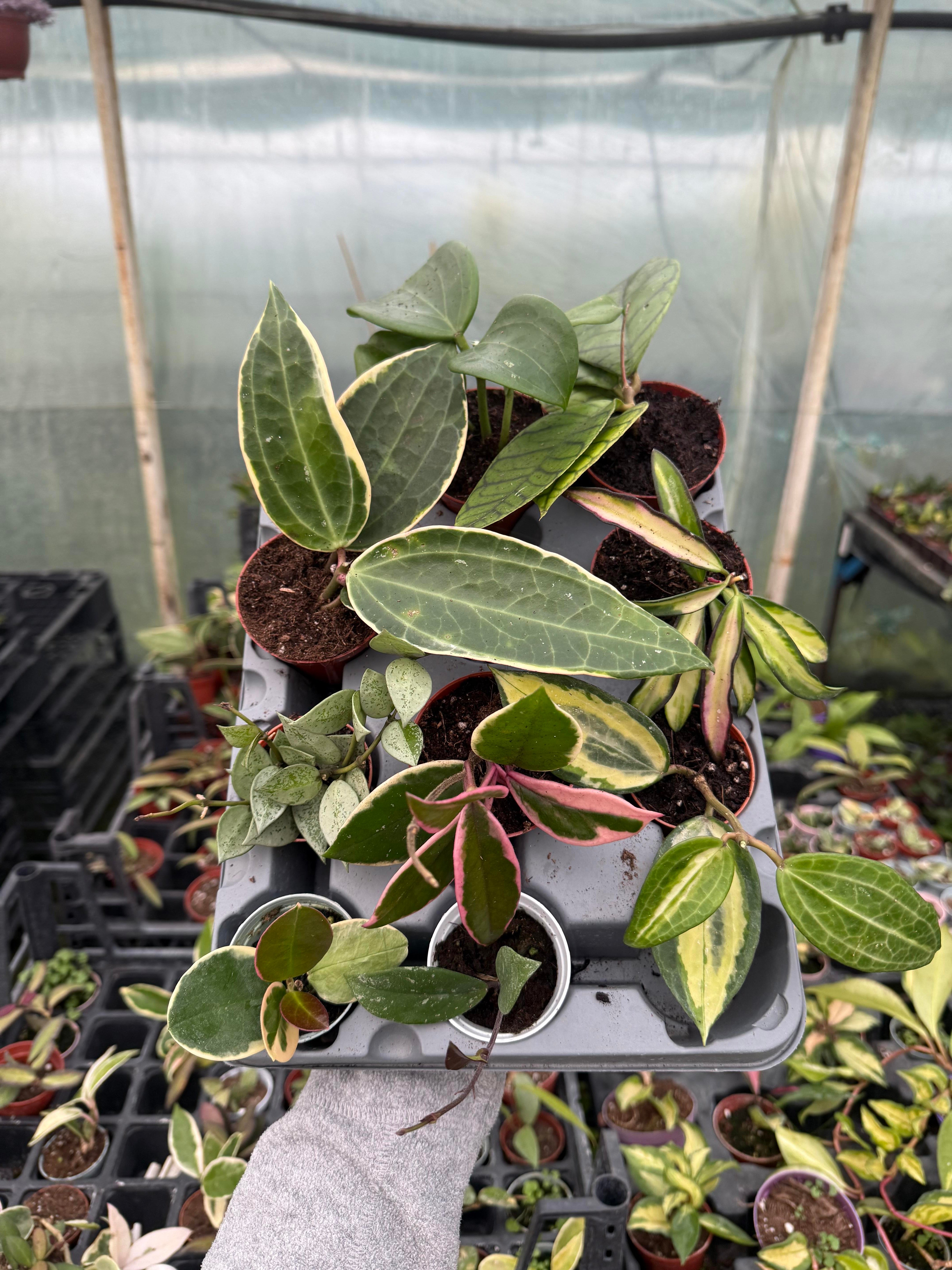 9 + 1 Adet Hoya Özel Tür Mum Çiçeği Seti