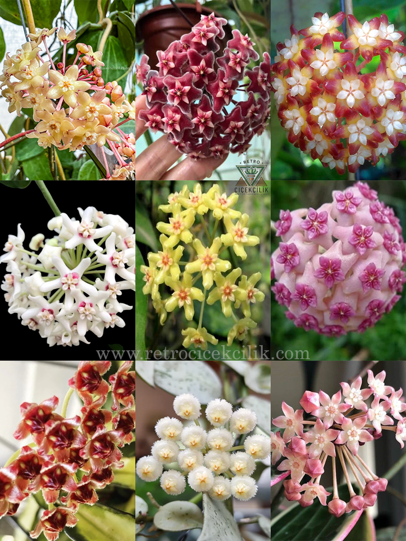 9 Adet Hoya Özel Tür Mum Çiçeği Seti