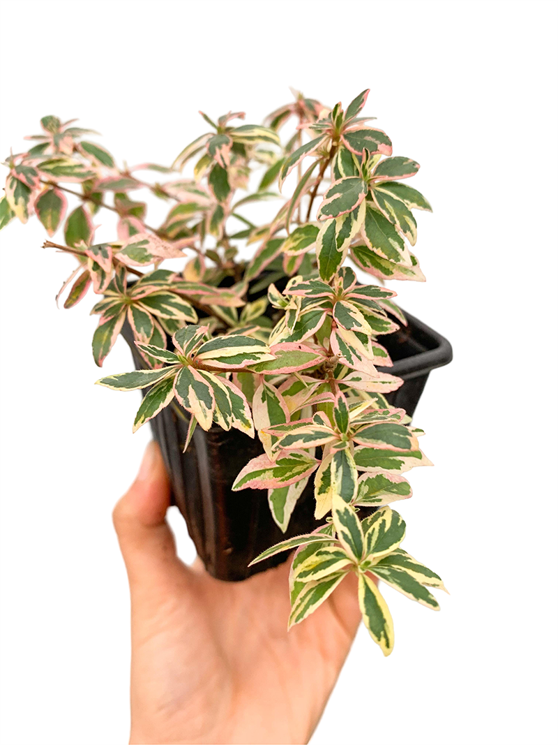 Abelia Grandiflora Confetti