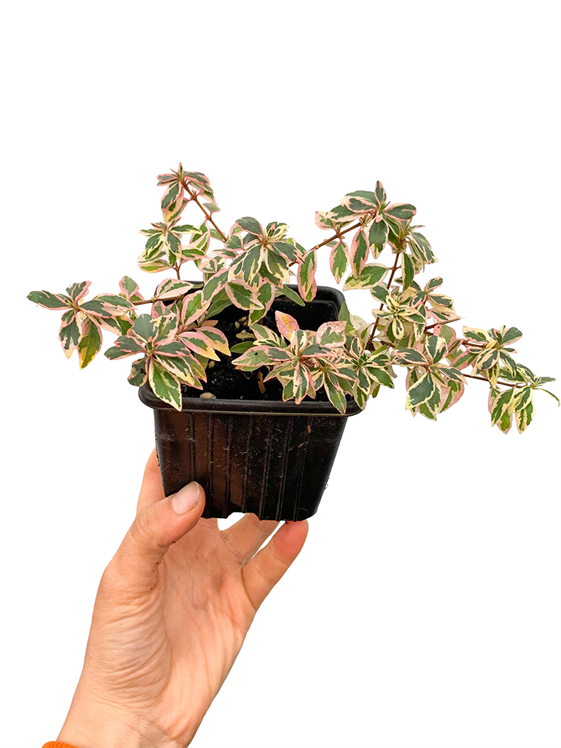 Abelia Grandiflora Confetti