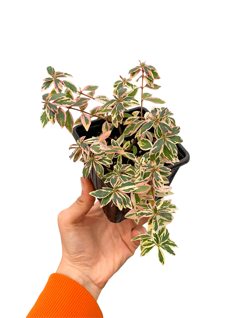 Abelia Grandiflora Confetti