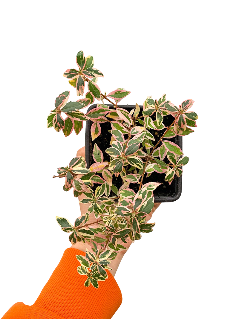 Abelia Grandiflora Confetti