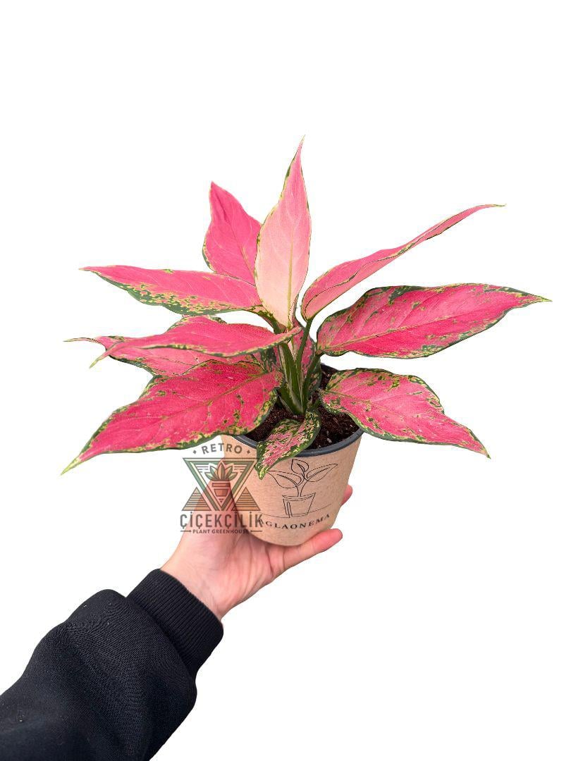 Aglaonema Pink Princess