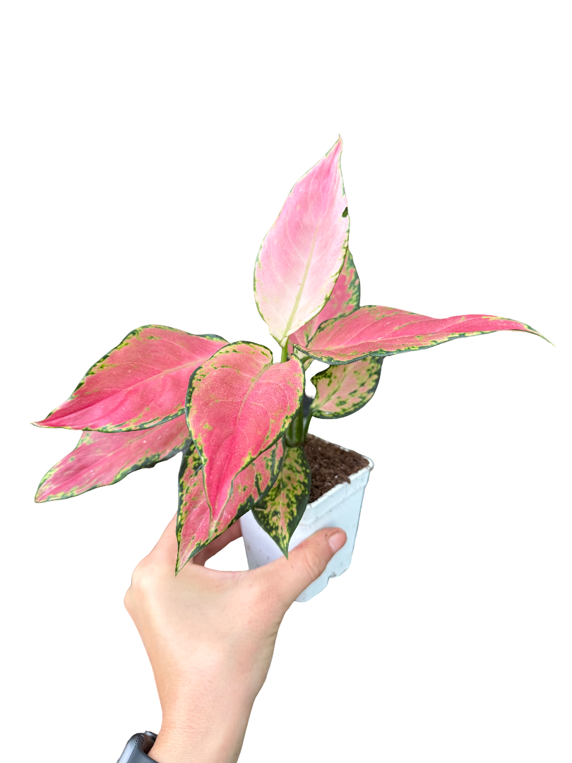 Aglaonema Pink Princess Orta Boy