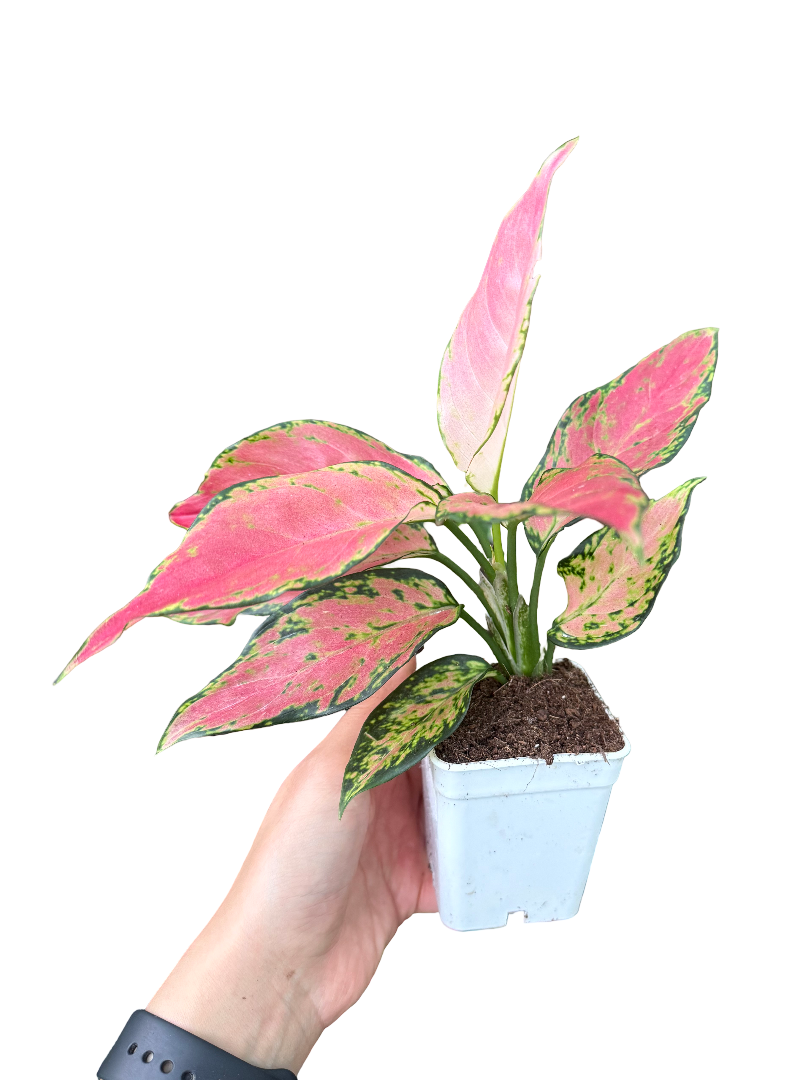 Aglaonema Pink Princess Orta Boy