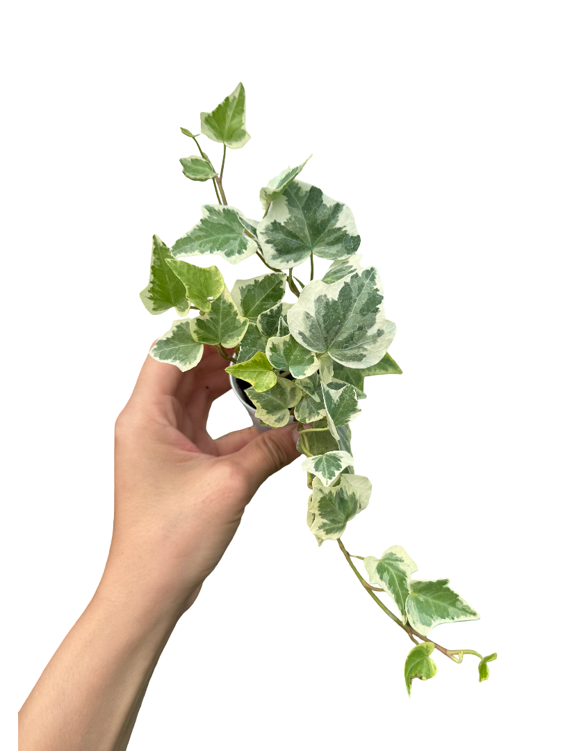 Alacalı Hedera Helix Sarmaşığı