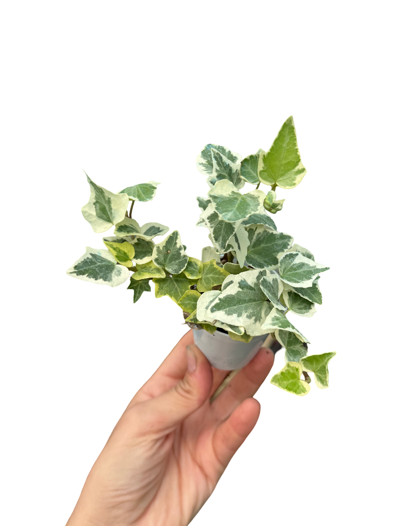 Alacalı Hedera Helix Sarmaşığı