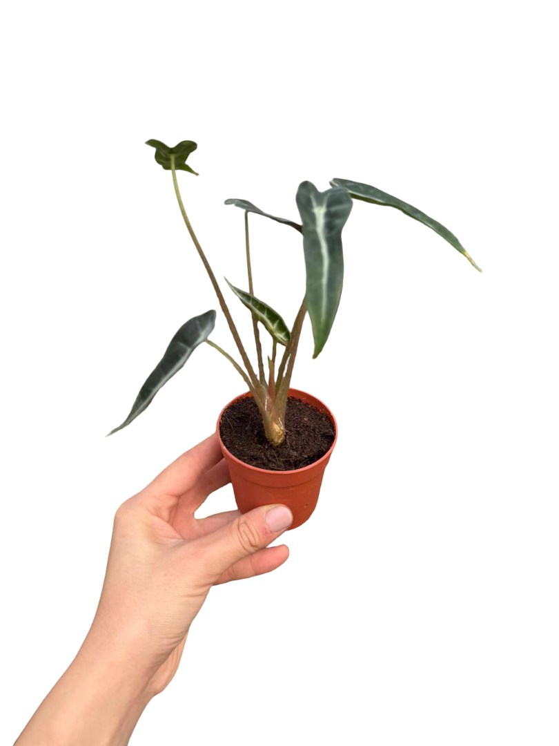 Alocasia Bambino