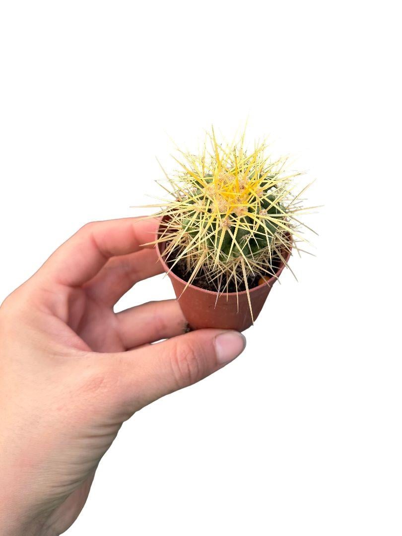 Altın Fıçı Kaktüsü - Echinocactus Grusonii