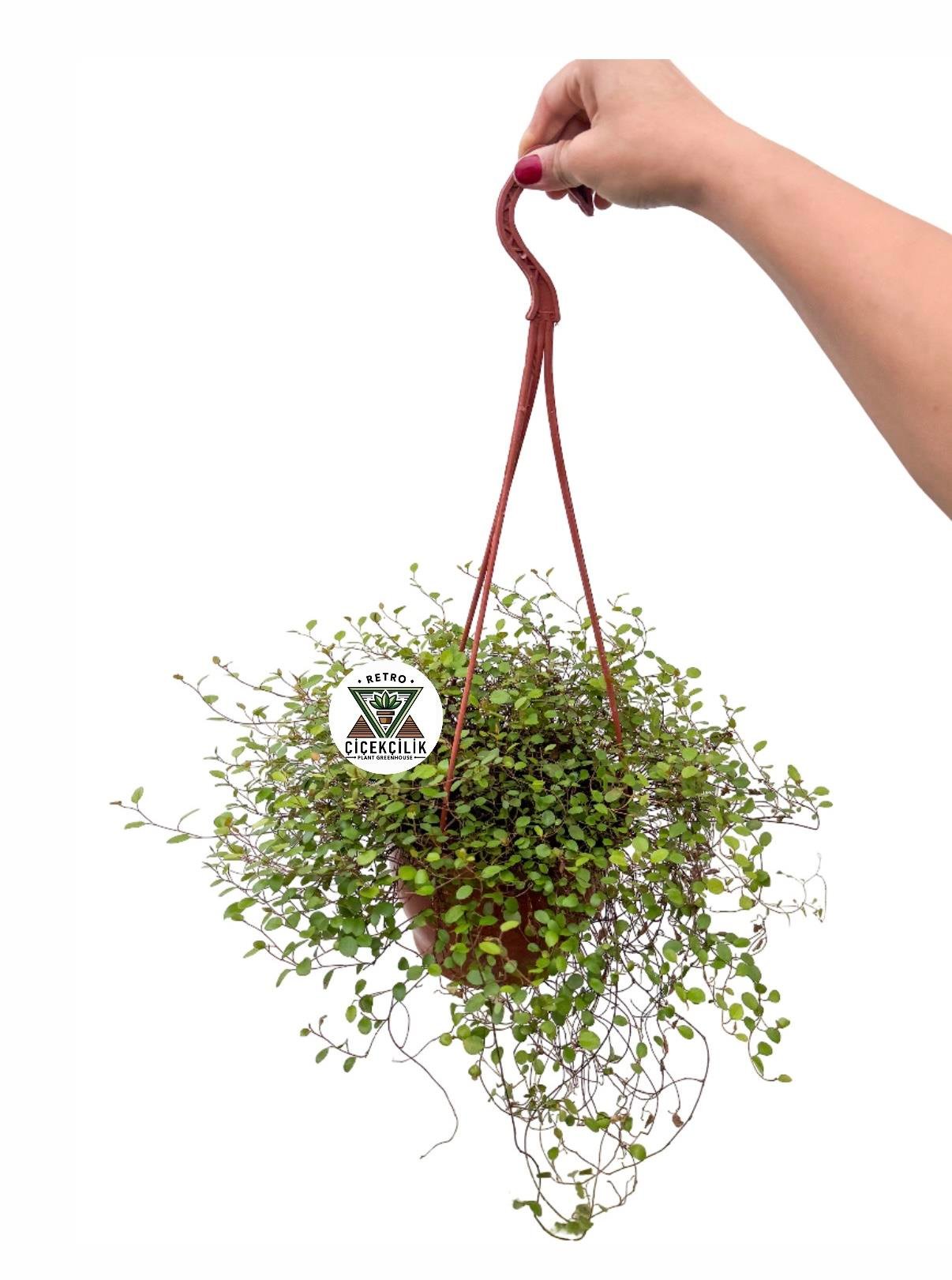 Askılı Avustralya Sarmaşığı Muehlenbeckia