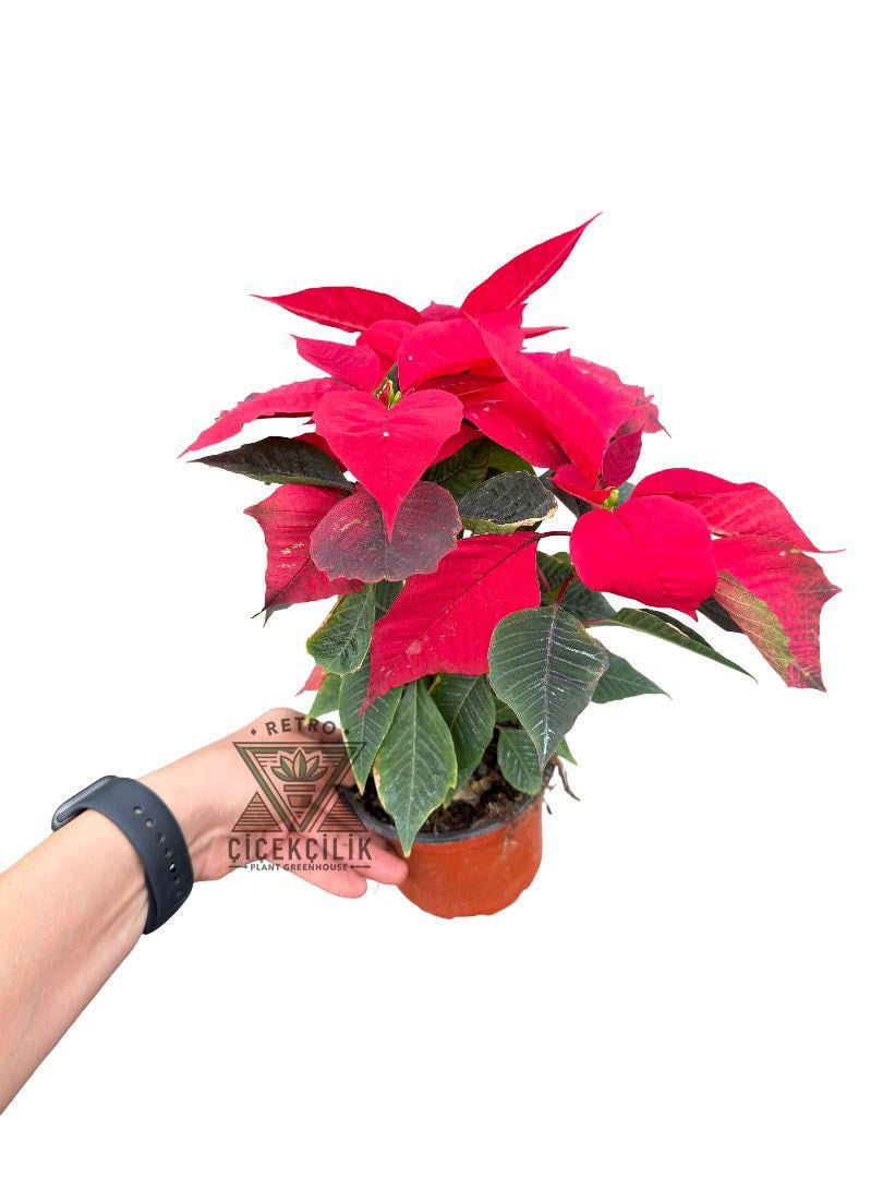Atatürk Çiçeği Poinsettia Kırmızı