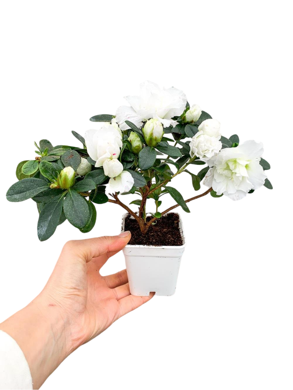 Beyaz Çiçekli Açelya Bitkisi Azalea