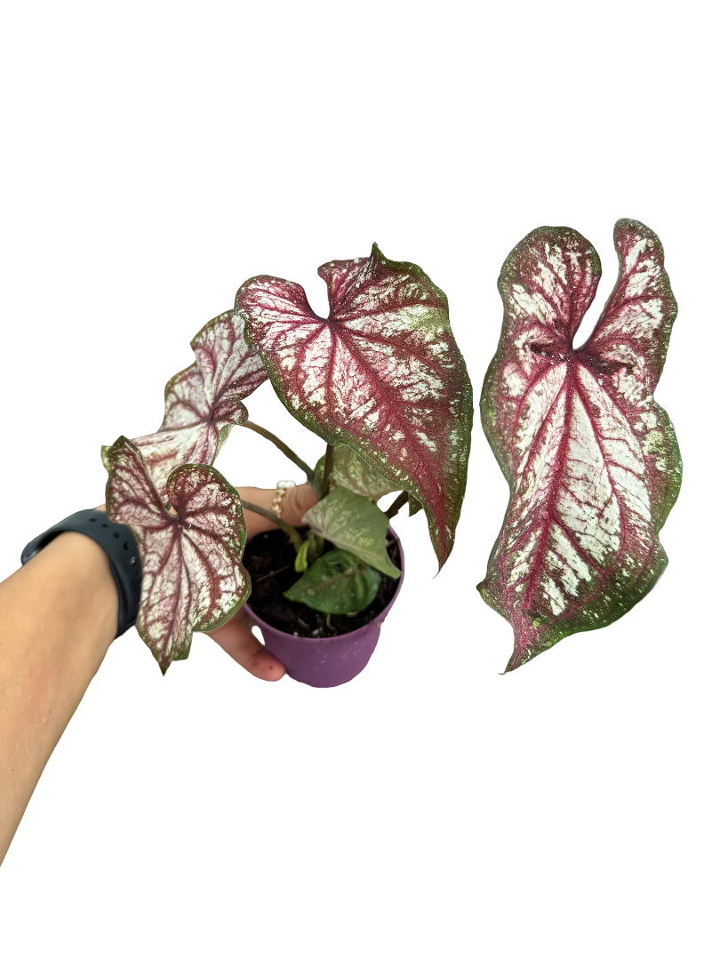 Caladium Konfeti