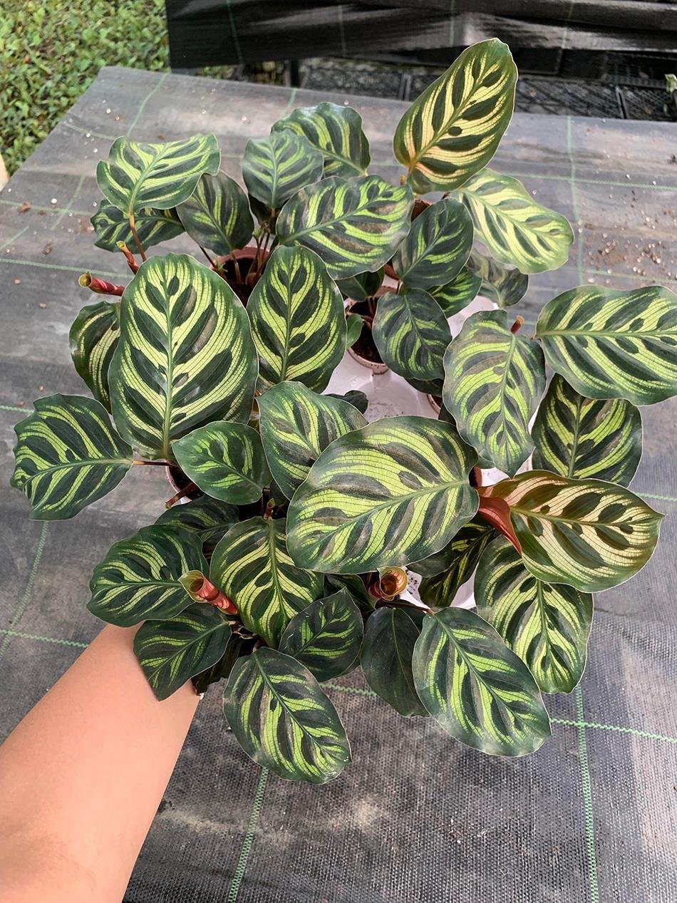 Calathea Makoyana Dua Çiçeği Bitkisi