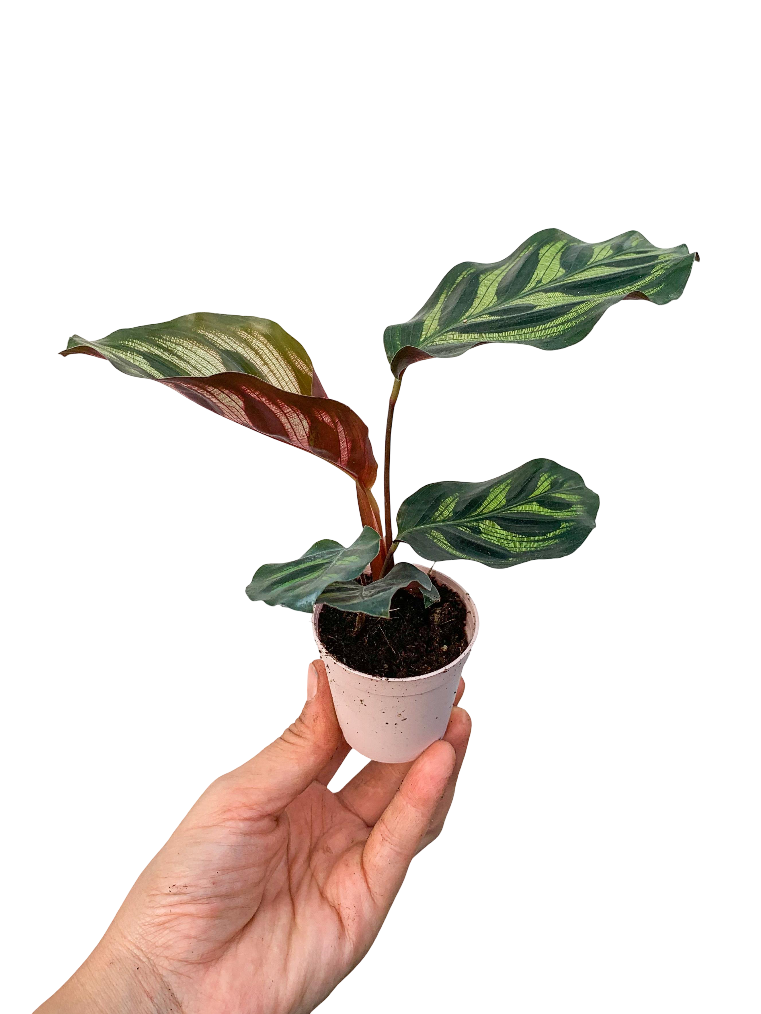 Calathea Makoyana Dua Çiçeği Bitkisi