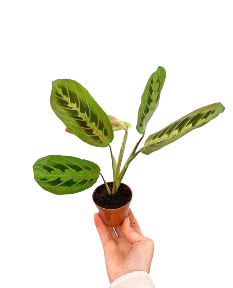 Calathea Maranta Fascinator Dua Çiçeği