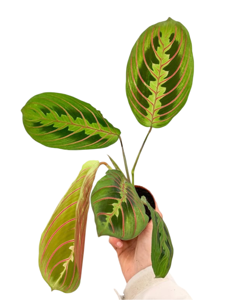 Calathea Maranta Fascinator Dua Çiçeği