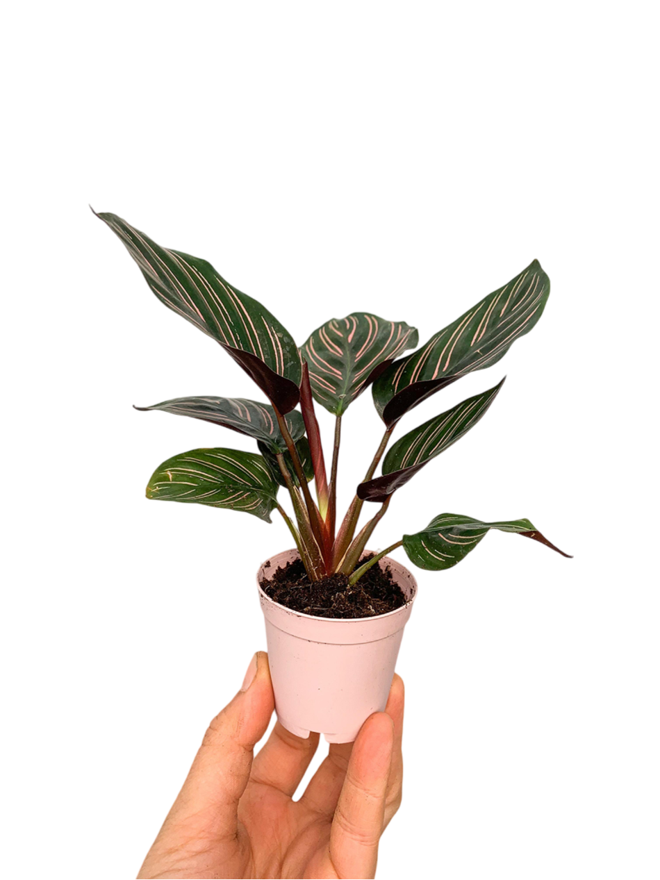 Calathea Ornata Dua Çiçeği