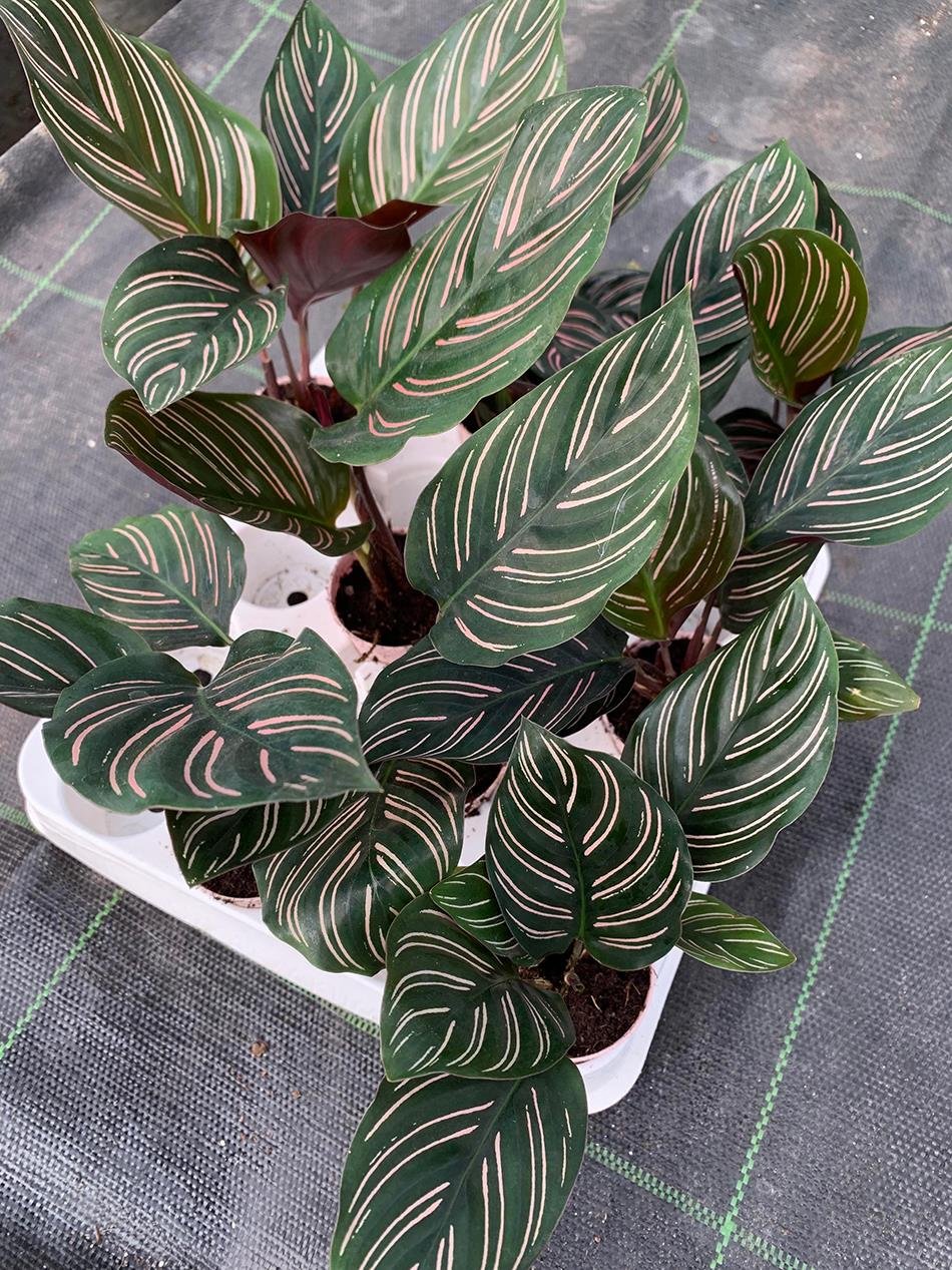 Calathea Ornata Dua Çiçeği
