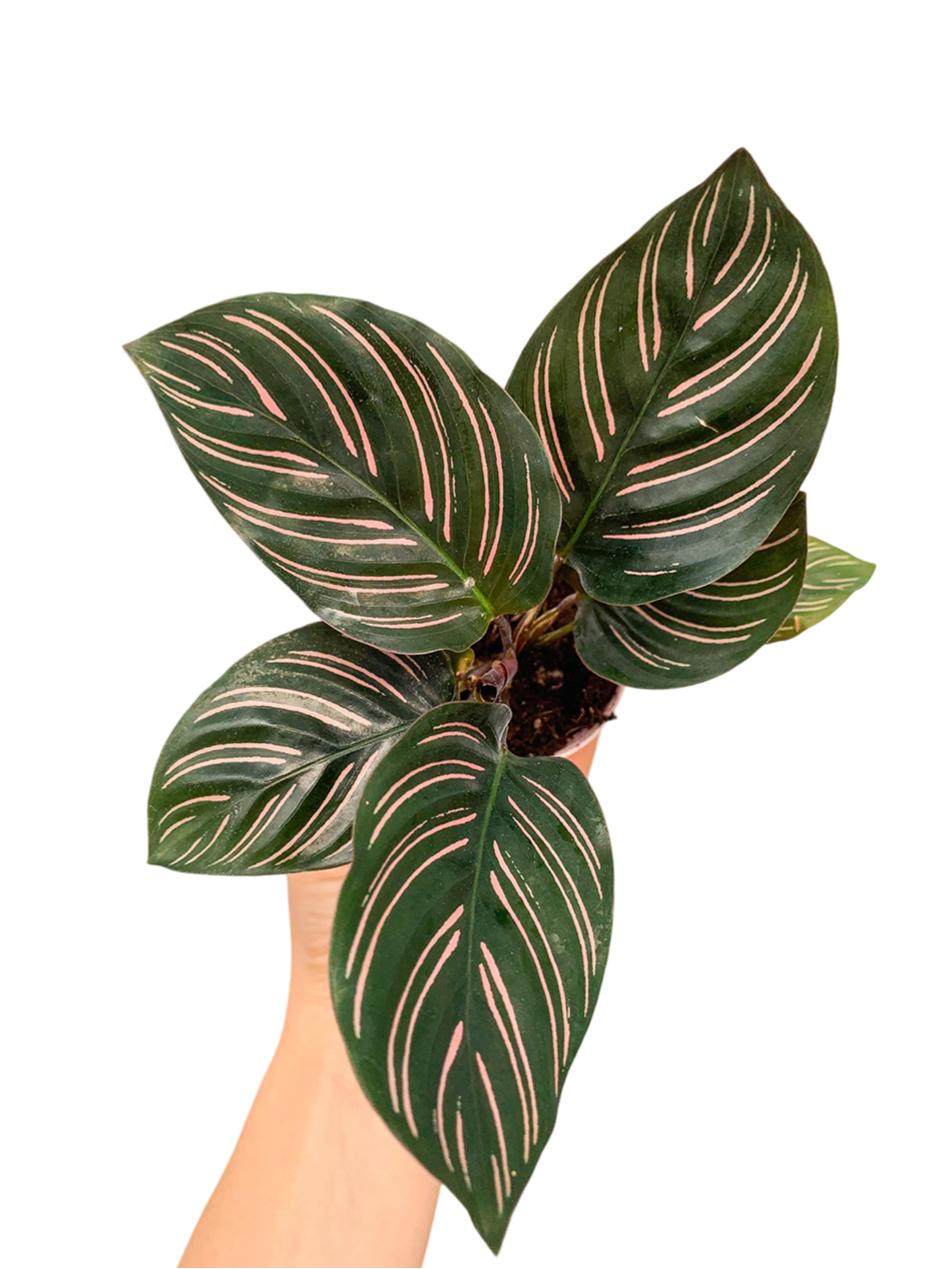 Calathea Ornata Dua Çiçeği