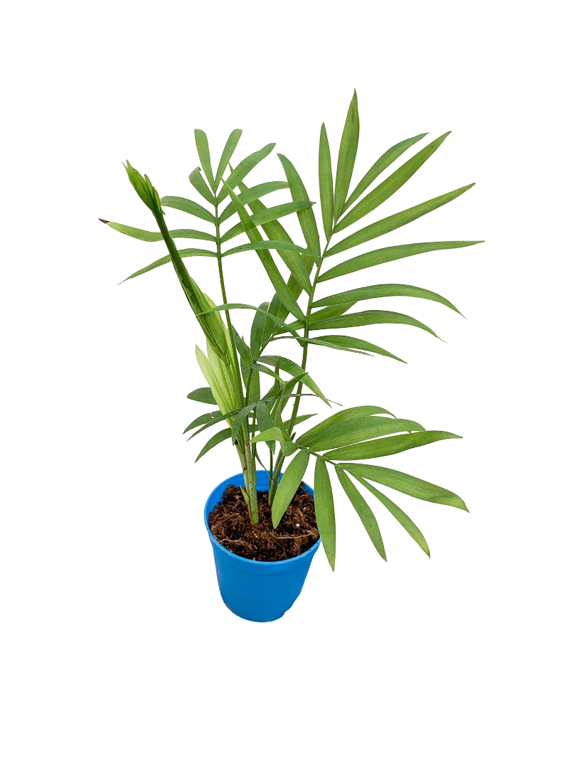 Chamaedorea Dağ Palmiyesi (Salon Palmiyesi)