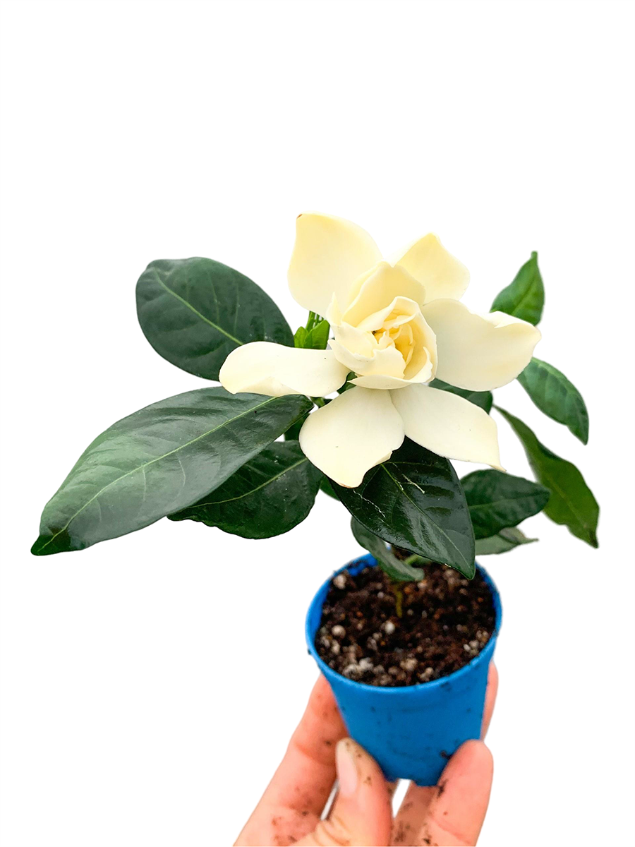 Çiçekli Kokulu Gardenya Bitkisi