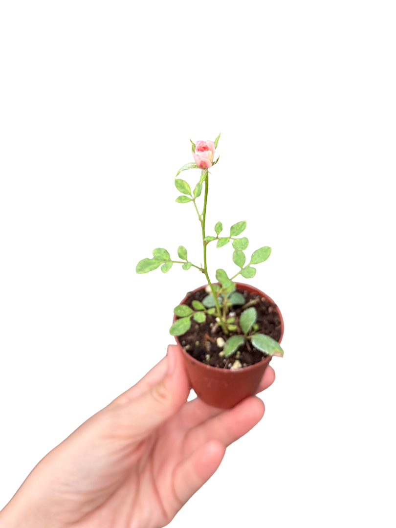 Çok Renkli Mini Gül Fidesi