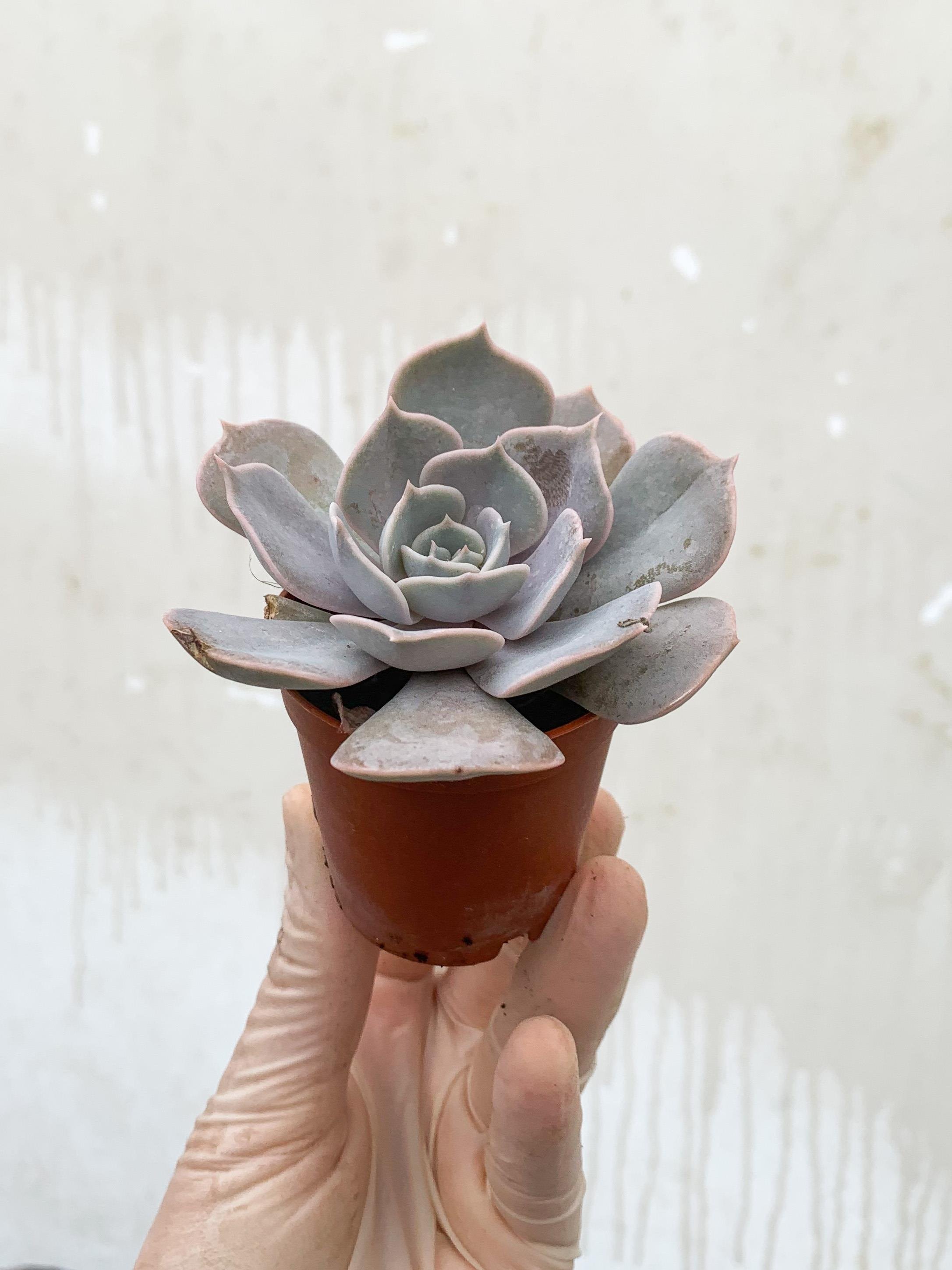 Echeveria Lilacina