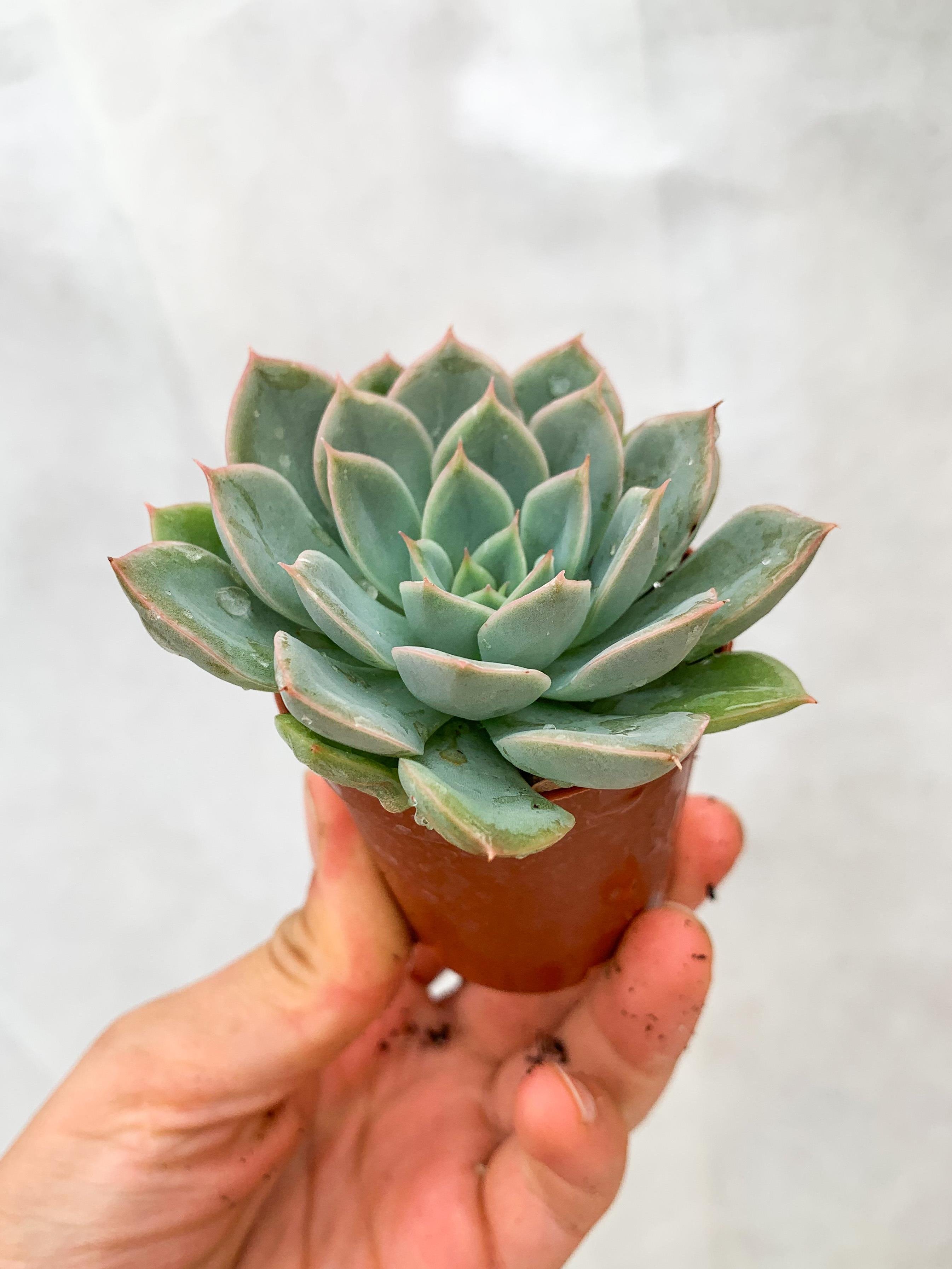 Echeveria Moon Fairy