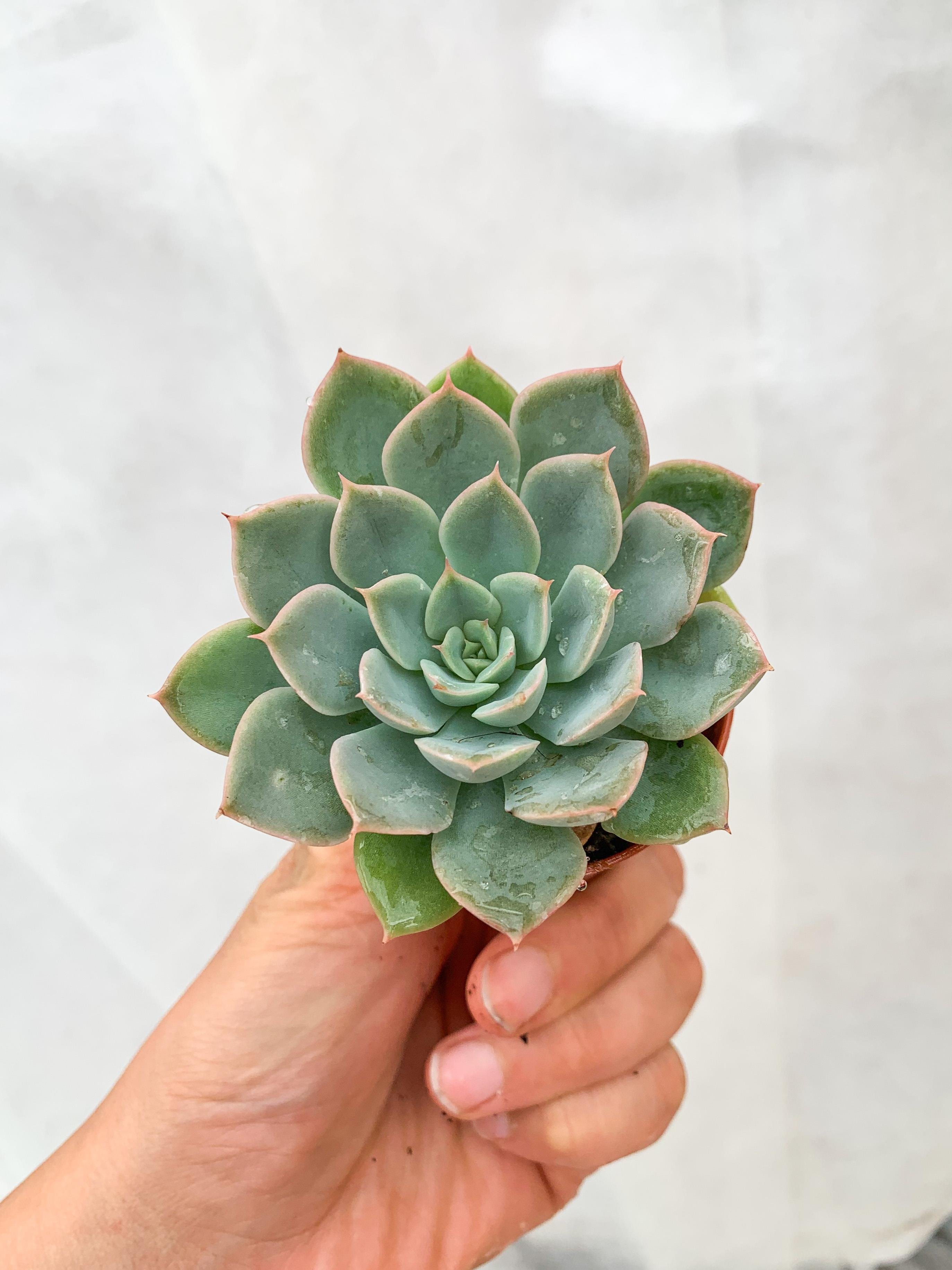 Echeveria Moon Fairy