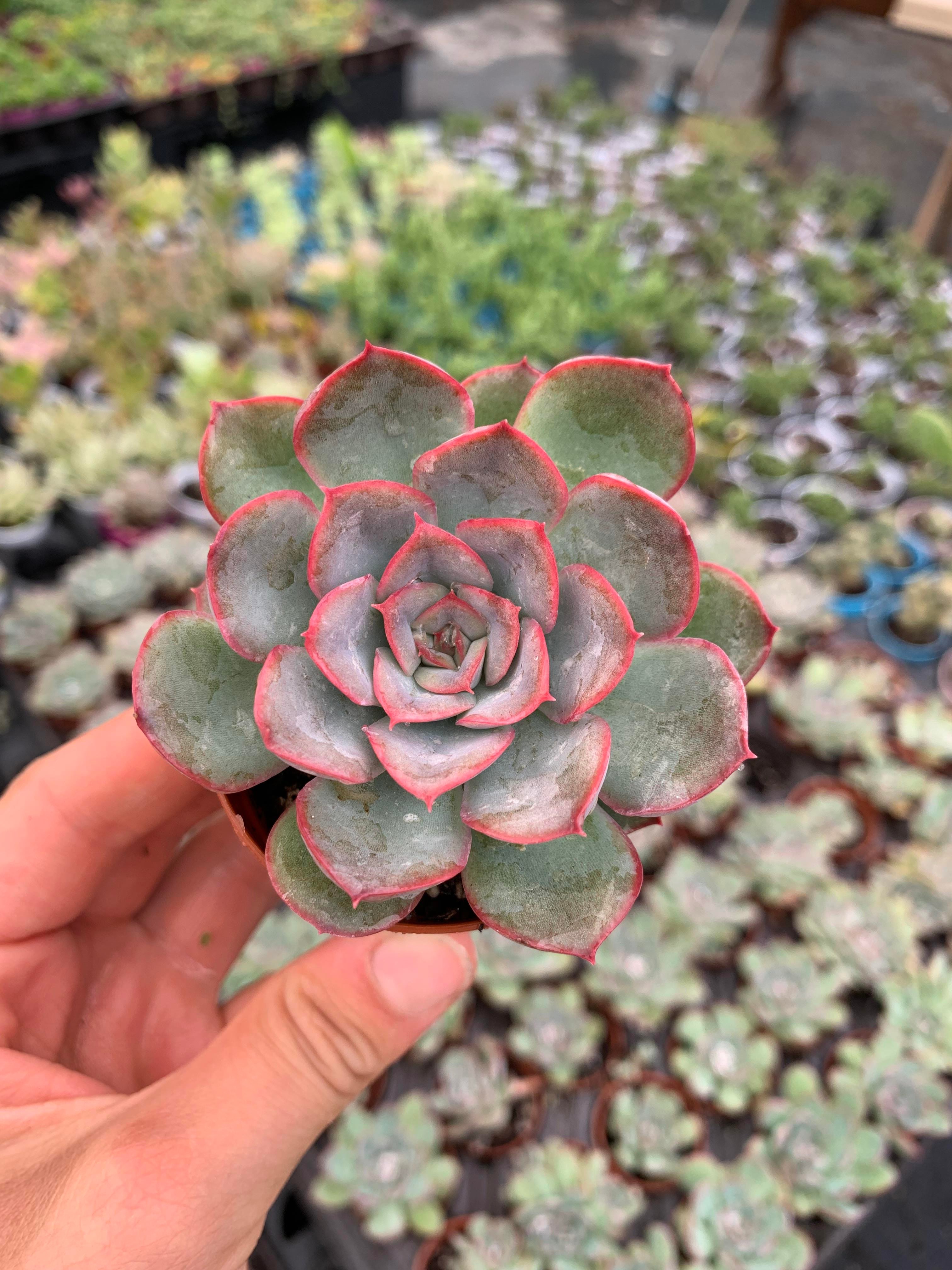 Echeveria Pulidonis