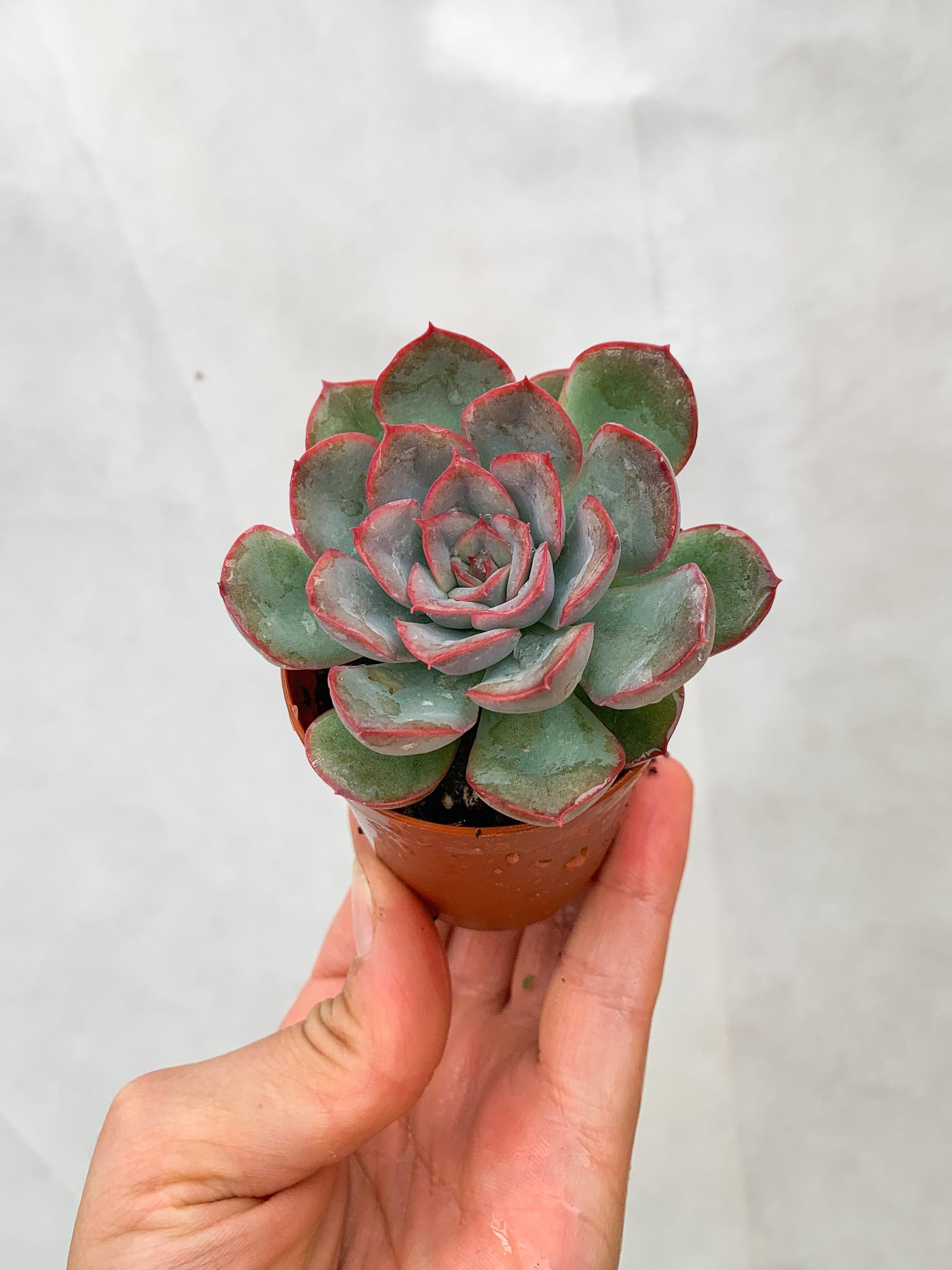 Echeveria Pulidonis