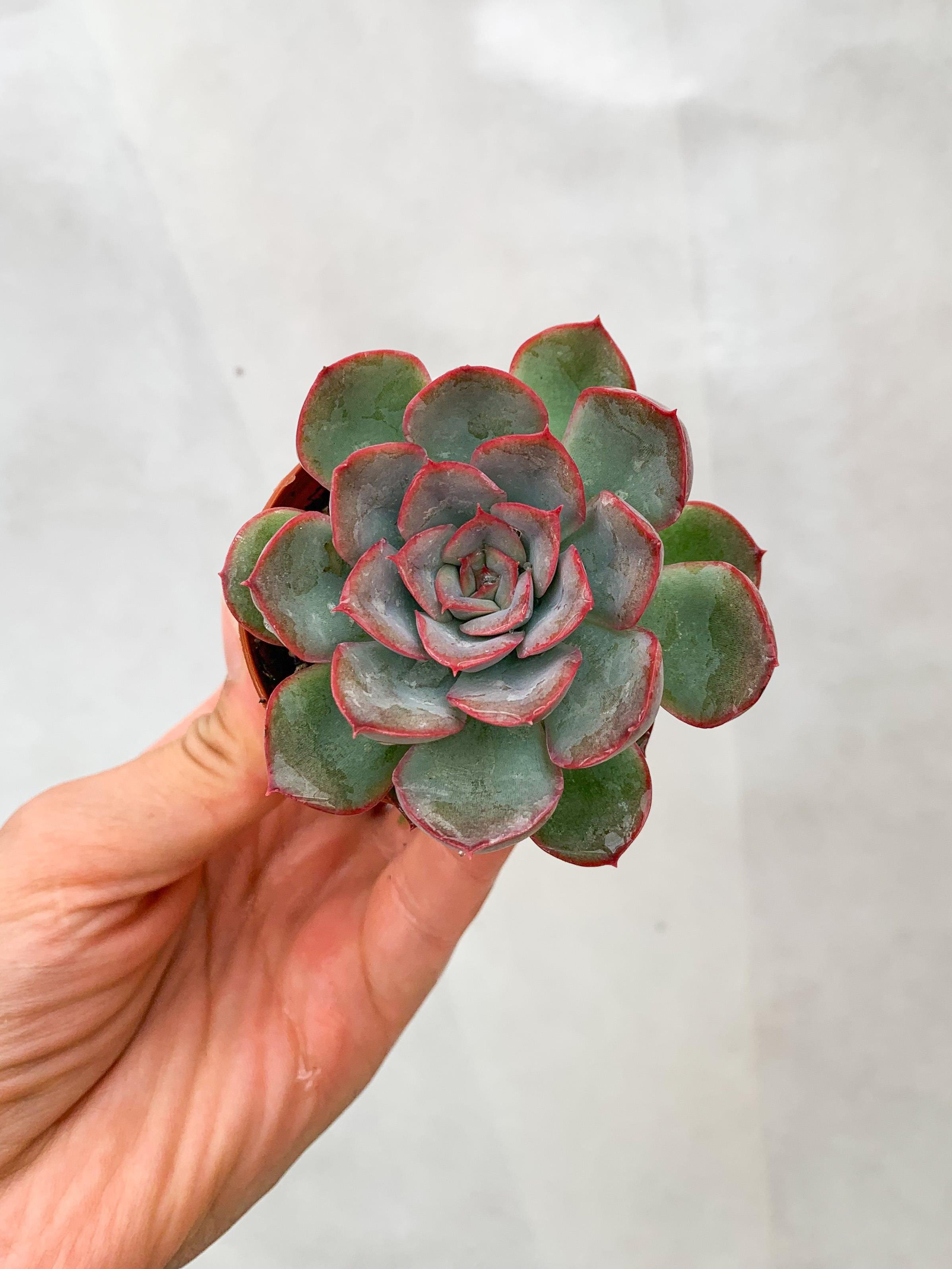 Echeveria Pulidonis