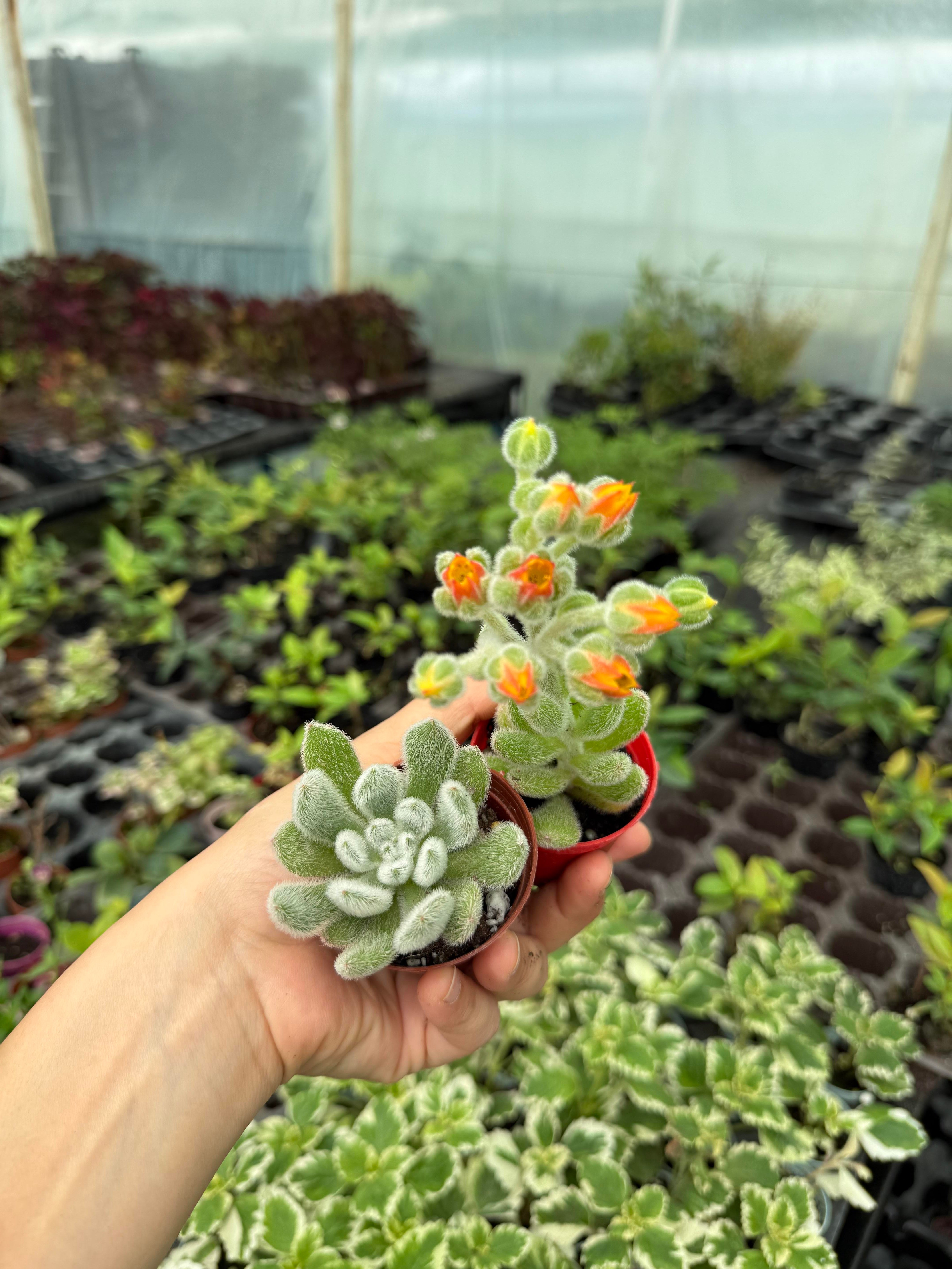 Echeveria Setusa Tüylü Sukulent