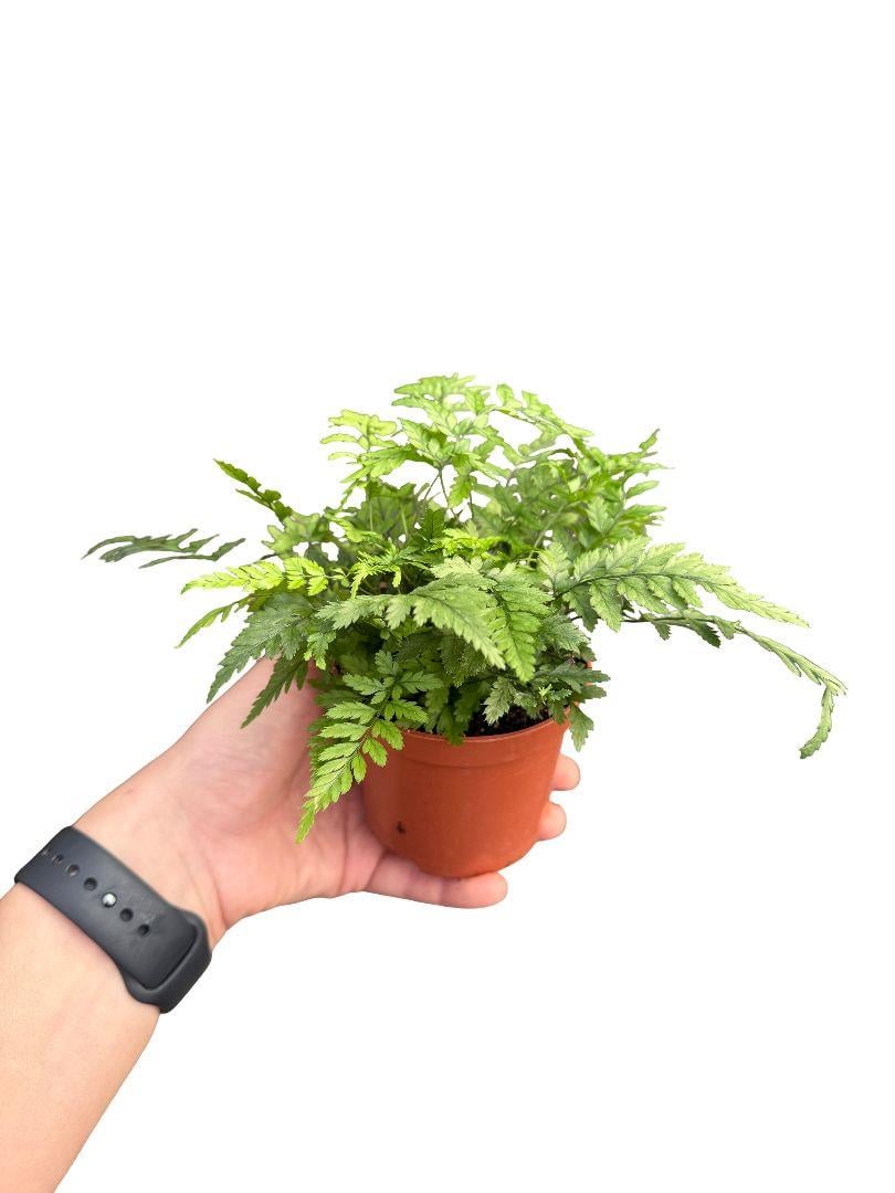 Eğrelti Otu - Asplenium 'Parvati'