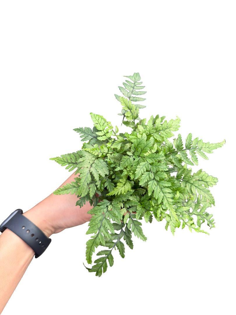 Eğrelti Otu - Asplenium 'Parvati'