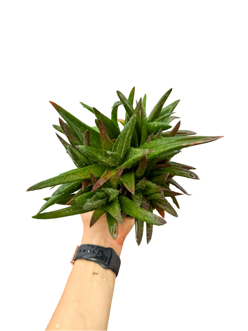 Haworthia
