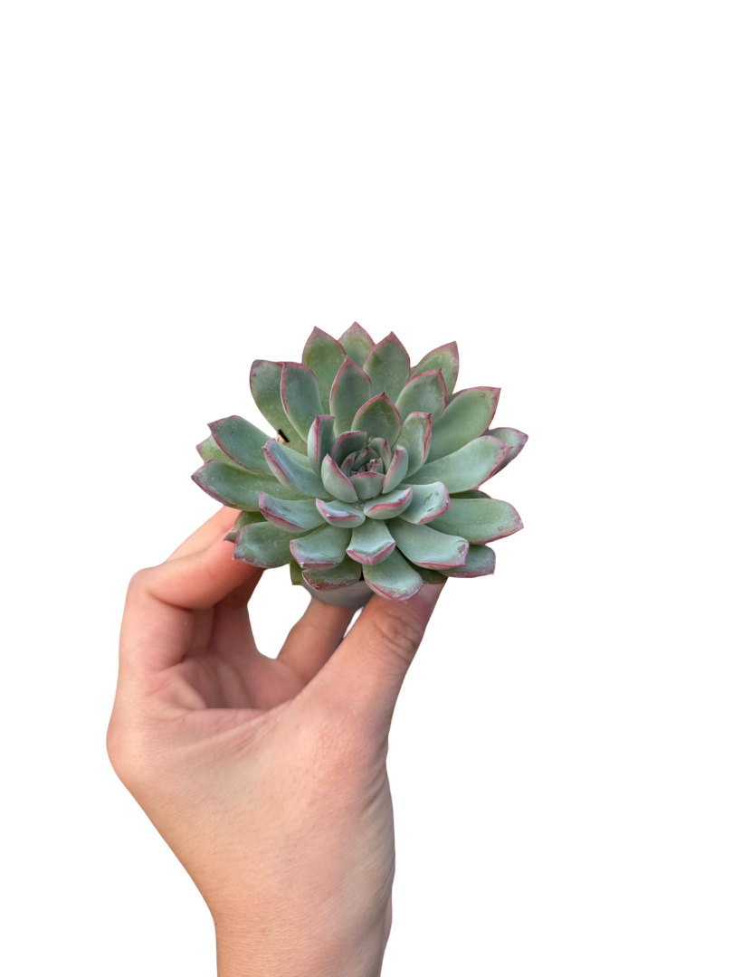 Hediyelik Bitki Seti - Bitki Bakmaya Yeni Başlayanlar İçin