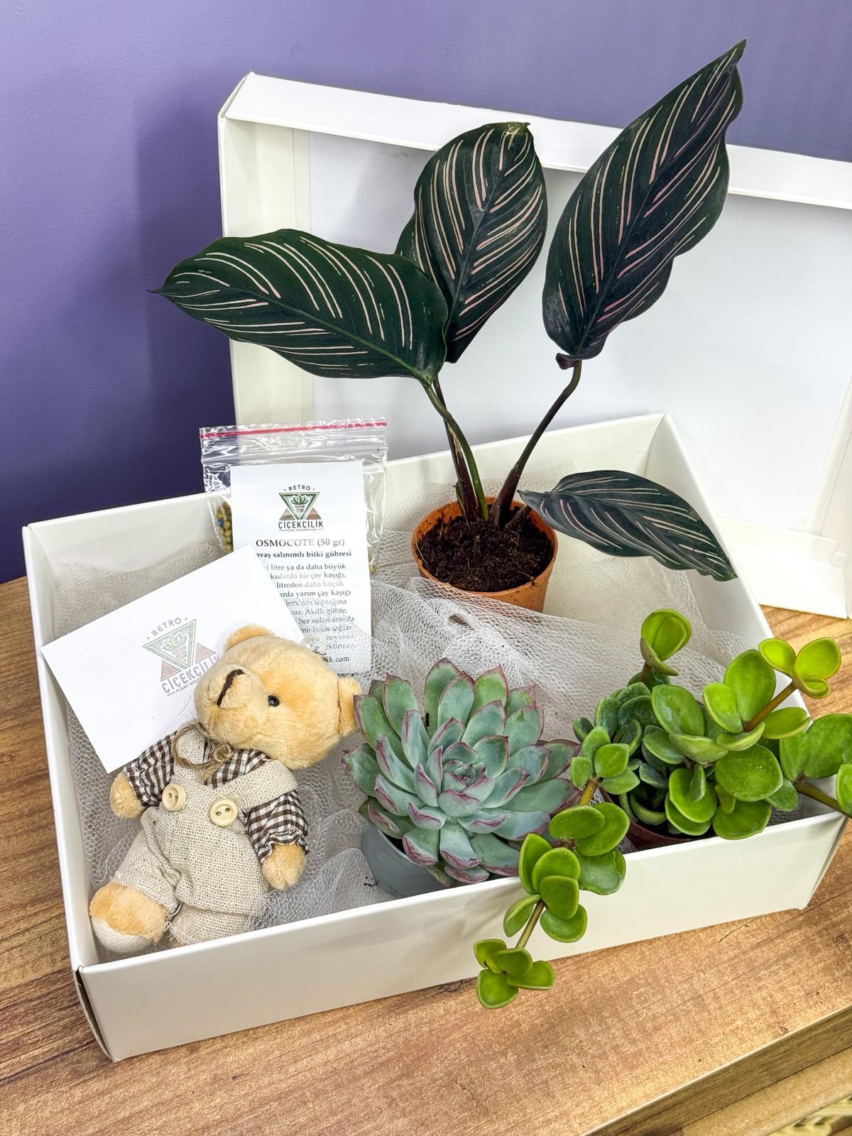 Hediyelik Bitki Seti - Bitki Bakmaya Yeni Başlayanlar İçin