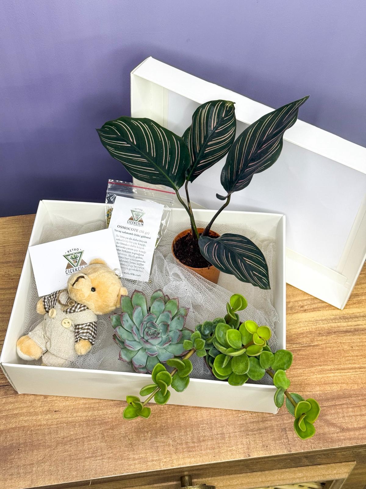 Hediyelik Bitki Seti - Bitki Bakmaya Yeni Başlayanlar İçin