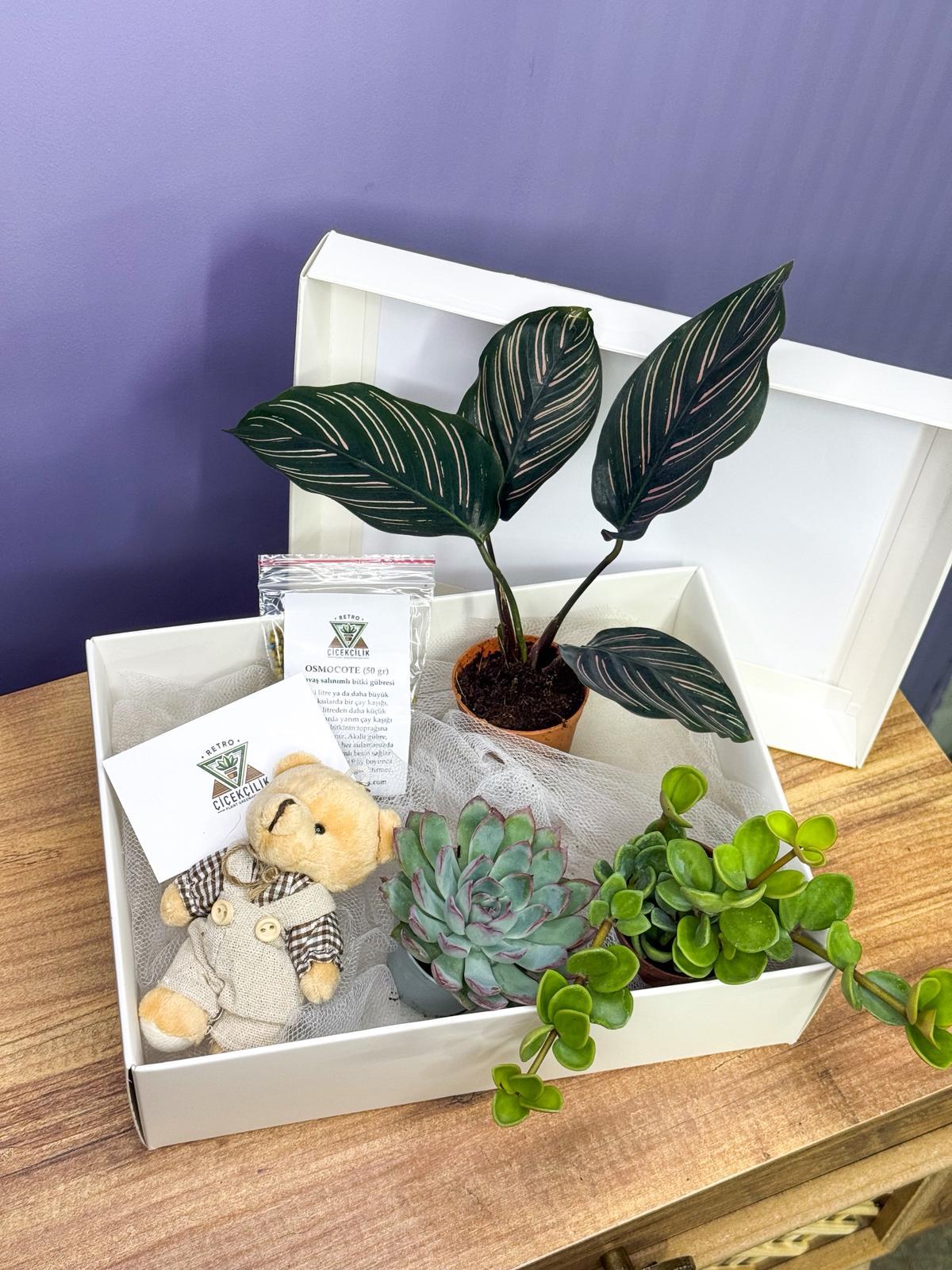 Hediyelik Bitki Seti - Bitki Bakmaya Yeni Başlayanlar İçin