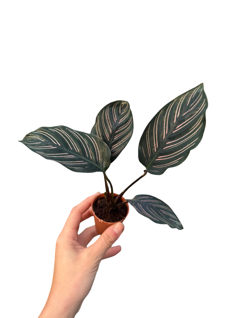 Hediyelik Bitki Seti - Bitki Bakmaya Yeni Başlayanlar İçin