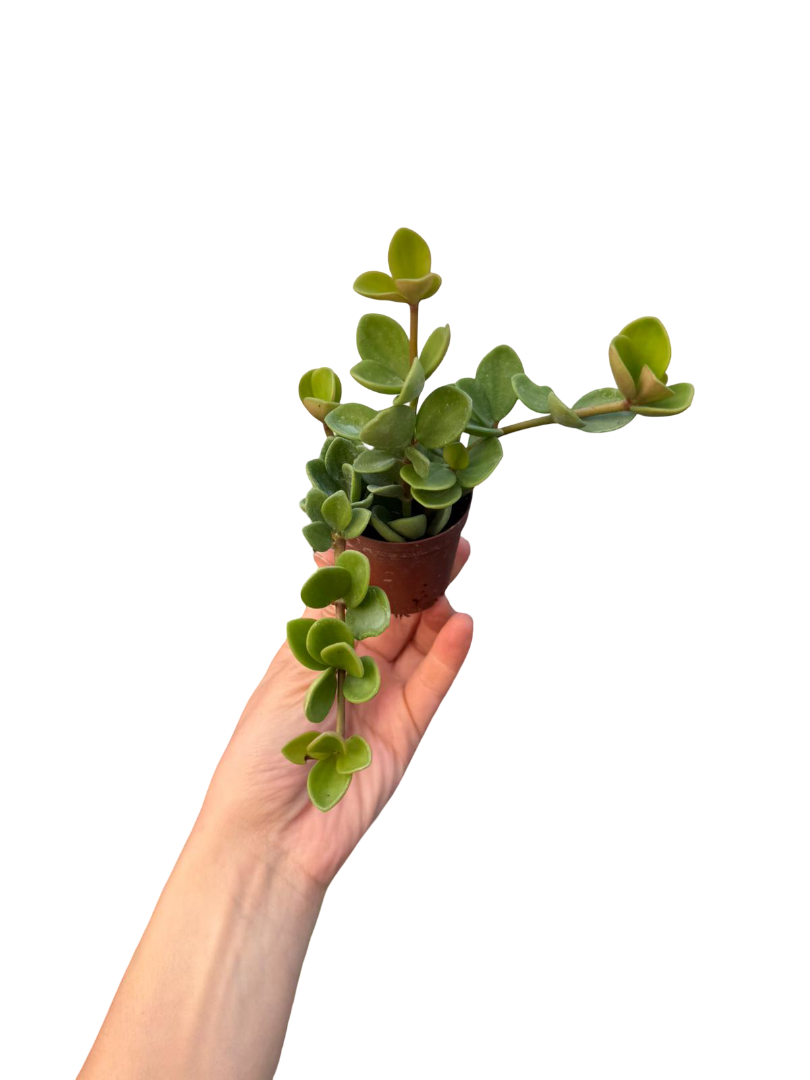 Hediyelik Bitki Seti Kutusu